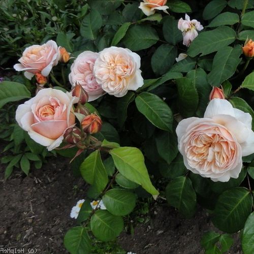 Brzoskwiniowo-żółty - Róże pienne - z kwiatami róży angielskiej - korona krzaczasta